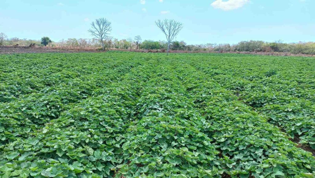 Agriculture